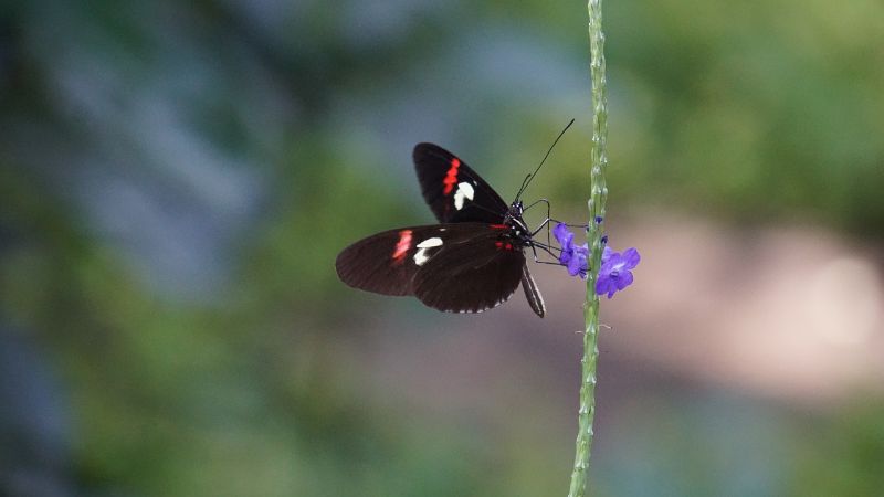 A Biodiversity Challenge