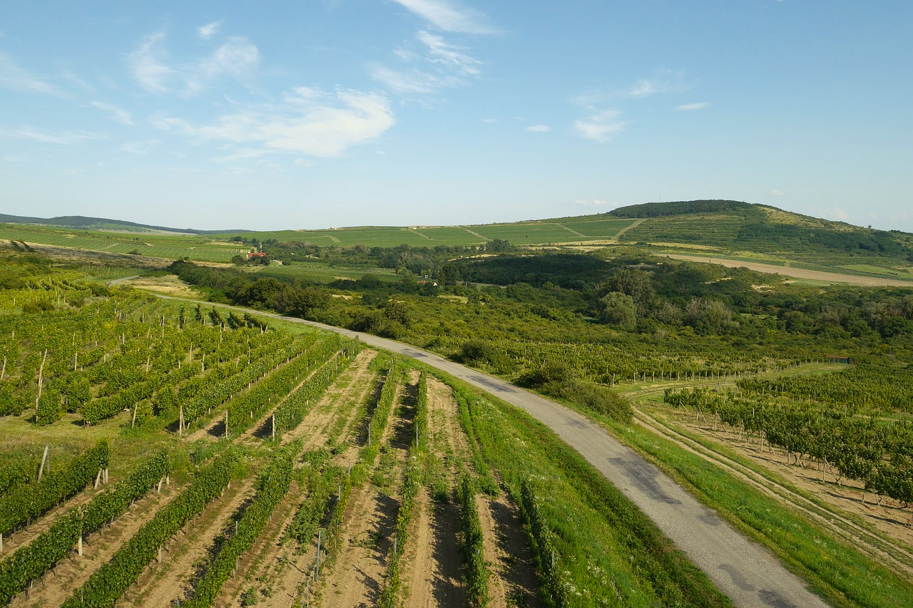 Bittersweet Notes: Climate Change in Tokaj
